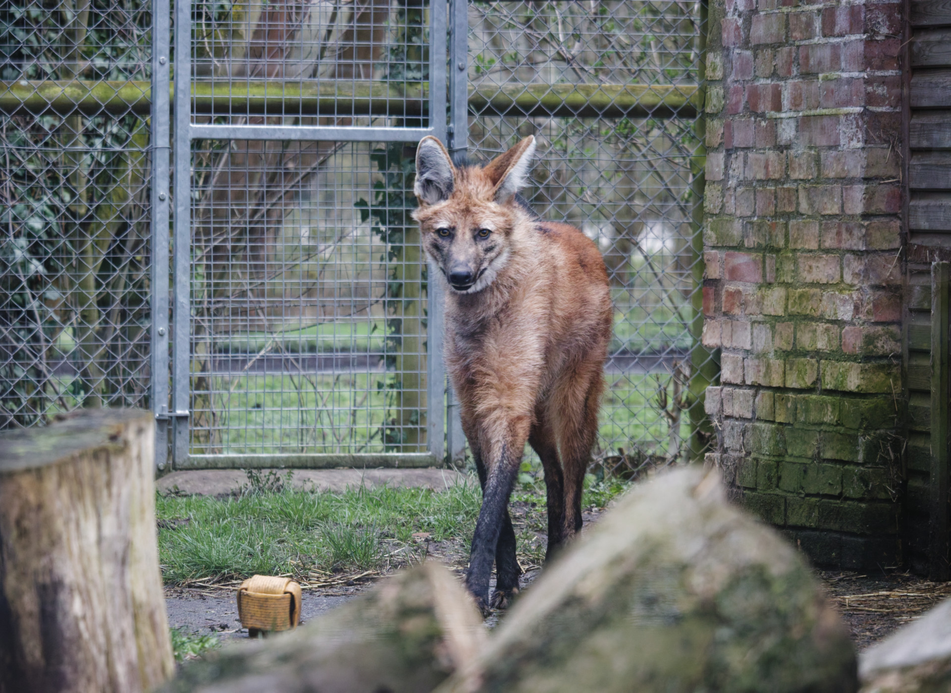 Brązowy wilk grzywiasty stojący na trawie w ogrodzonym wybiegu, w pobliżu ceglanego muru i drewnianych kłód.