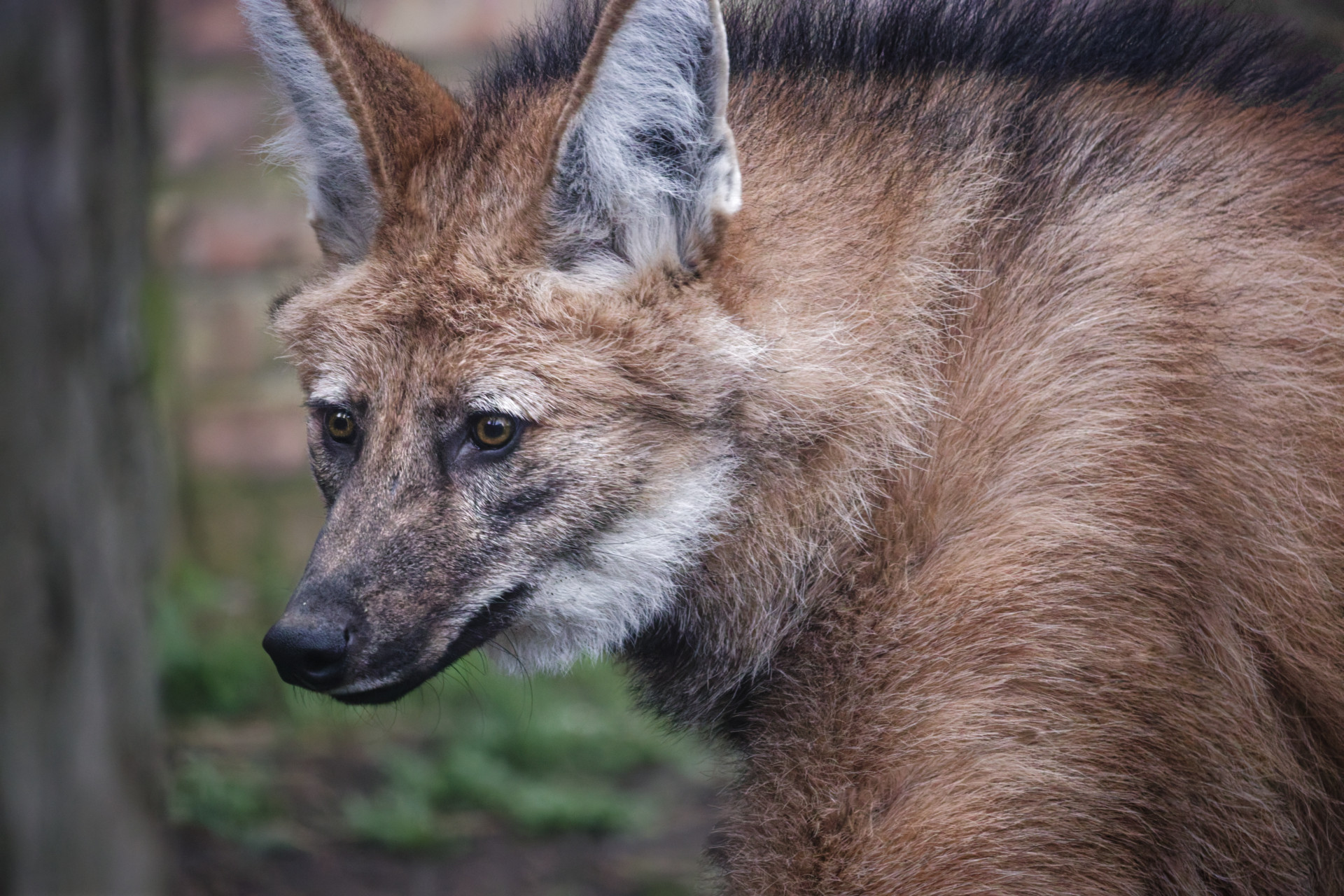 Close-up of a maned wolf with reddish-brown fur, large ears, and dark facial markings looking to the left.