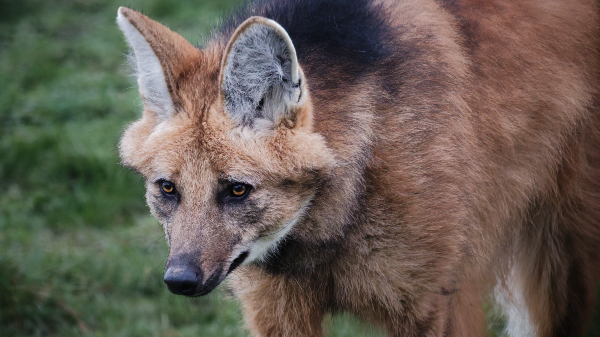 Close-up of a maned wolf with large ears, reddish-brown fur, and black markings on its back and around its eyes, standing on grass.
