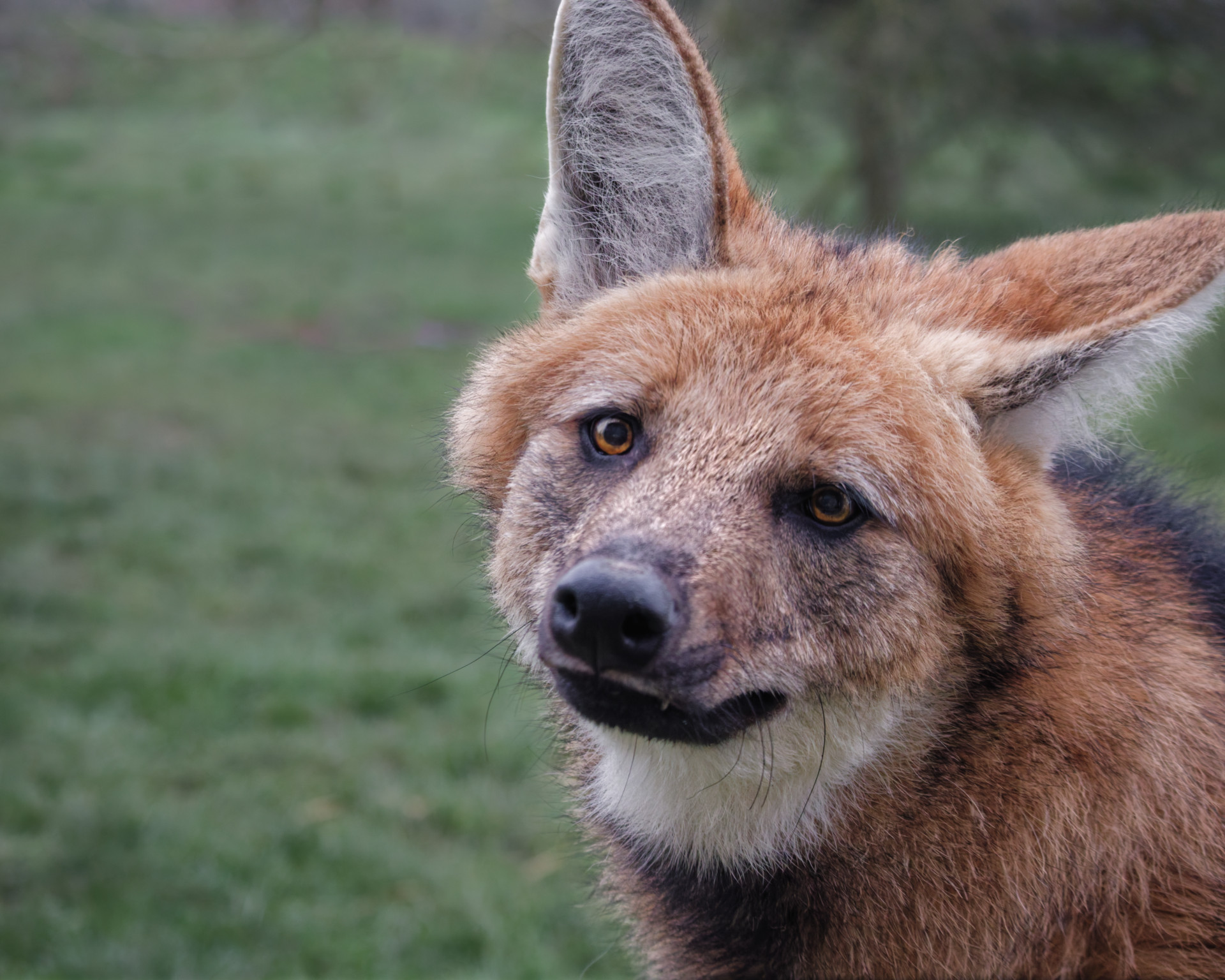 Close-up of a maned wolf with reddish-brown fur, large ears, and a slightly tilted head looking towards the camera on a grassy background