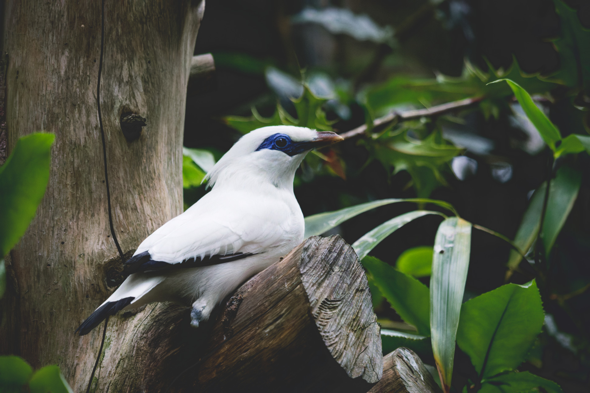 A white bird with black wings and a blue eye patch perches on a tree trunk amid dense green foliage.
