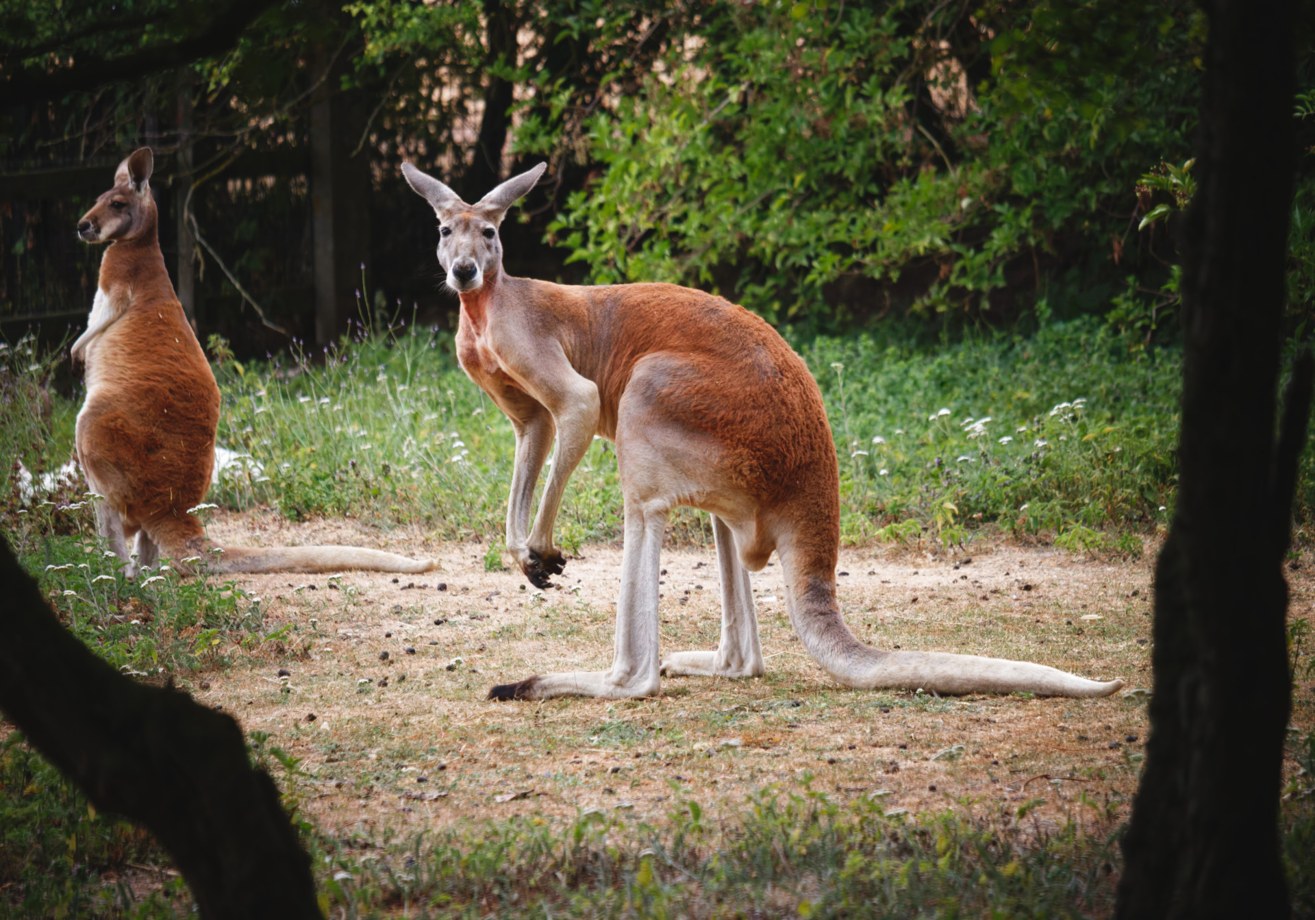 Two red kangaroos stand on a dirt clearing surrounded by grass and trees, with one facing the camera and the other turned to the side.