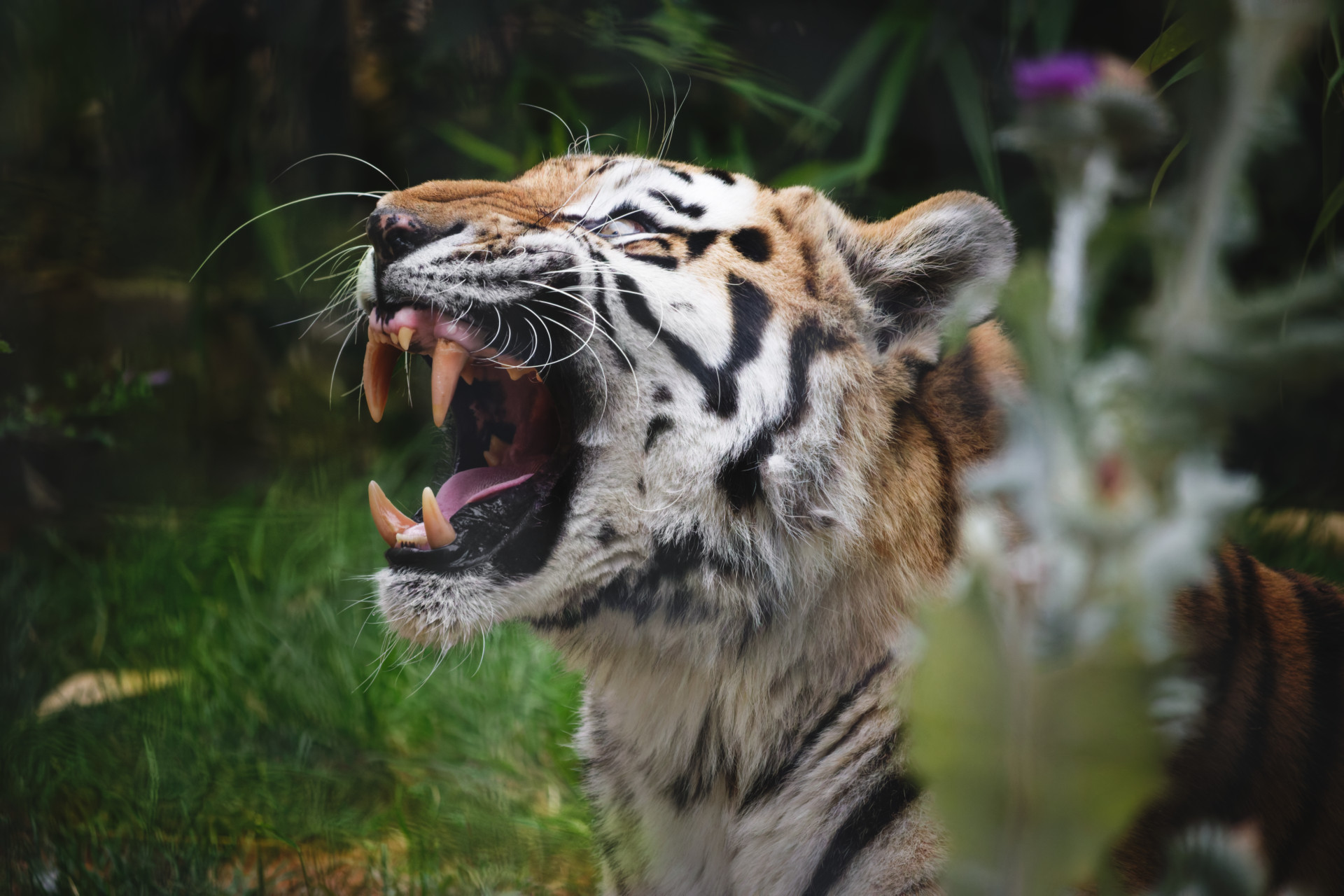 Tiger with mouth wide open, showing its teeth and tongue, in a grassy area with blurred plants in the foreground and background.