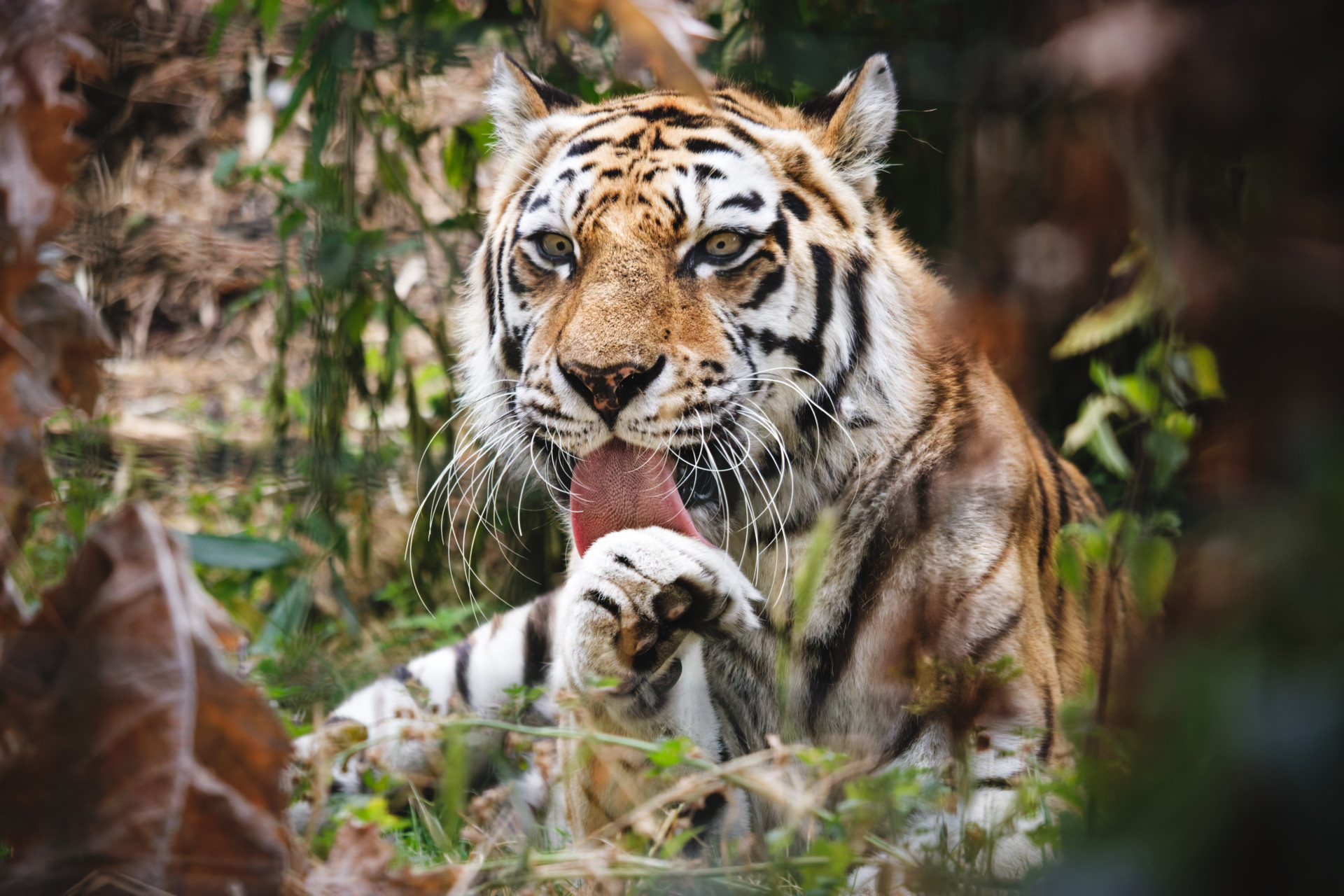 A tiger lying in dense foliage, looking forward with its tongue out and one paw raised near its face.
