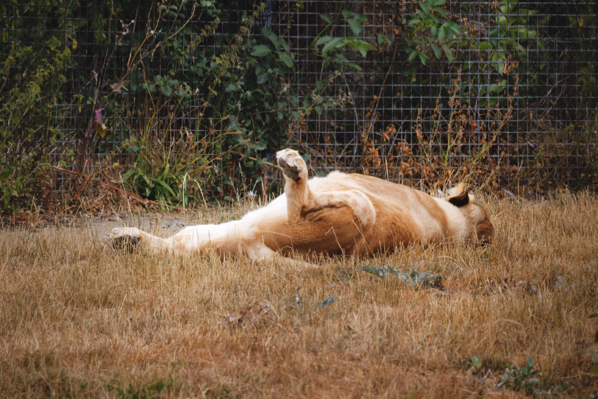 A tan-and-white lioness lies on its back in dry grass, one leg raised, with a wire fence and dense plants behind it.