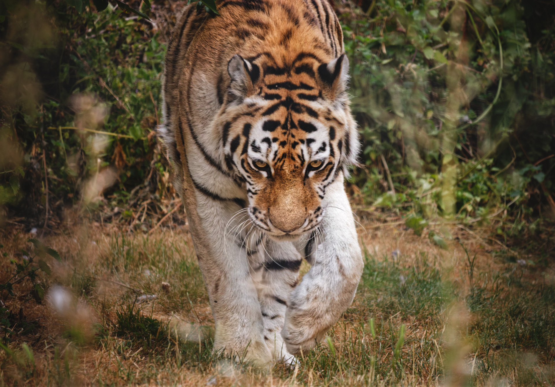 A tiger walks toward the camera through tall grass and brush, with its head lowered and eyes focused forward.
