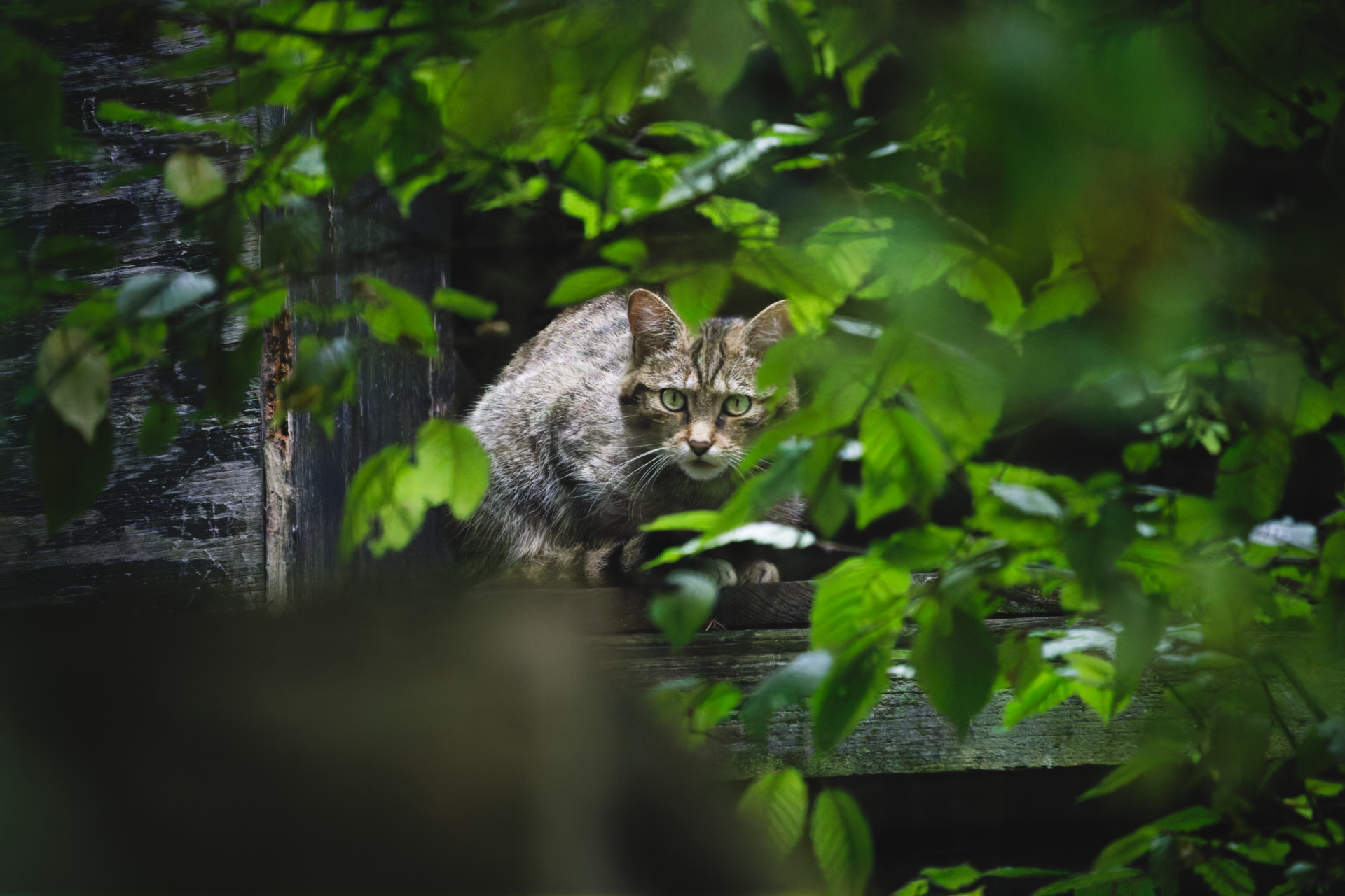 A gray tabby scottish wildcat crouches on a wooden ledge, partially hidden by green leaves, looking toward the camera.