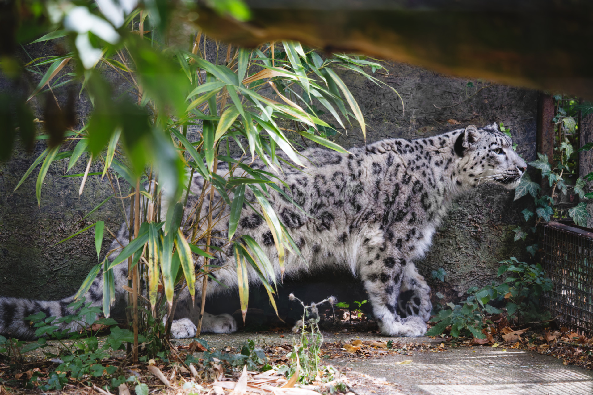 A snow leopard stands in a rocky enclosure, partly hidden by bamboo and foliage, facing right.