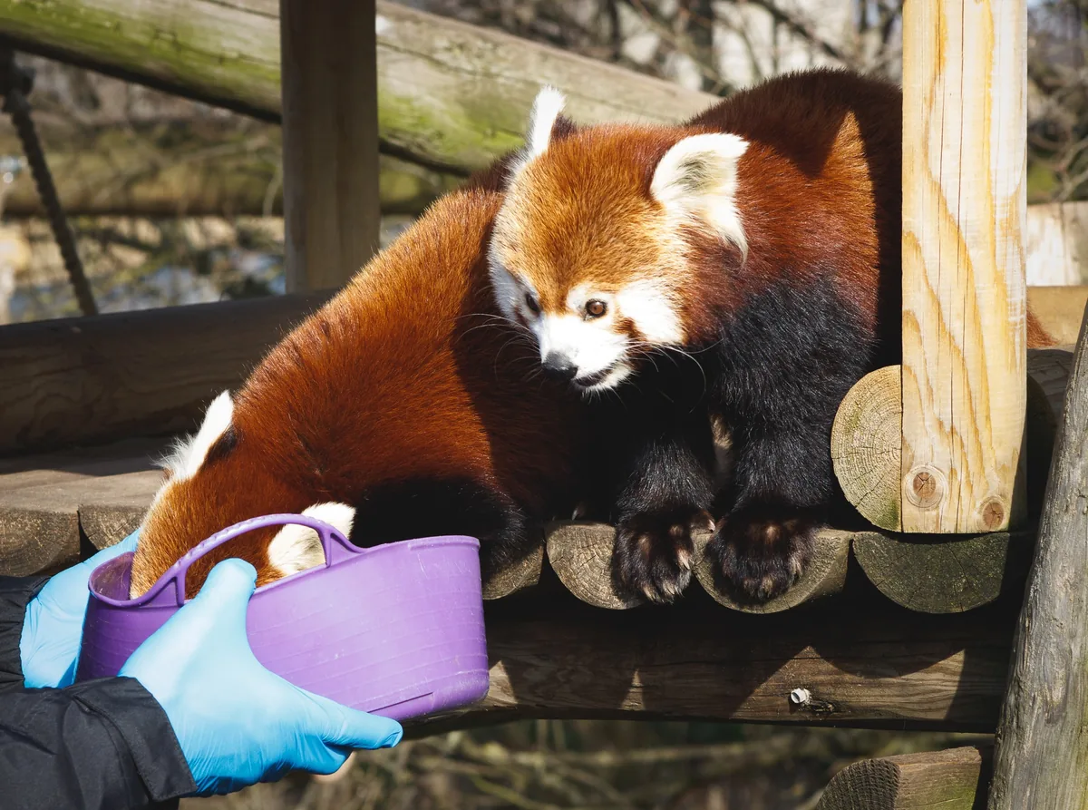 Are those carrots?!!