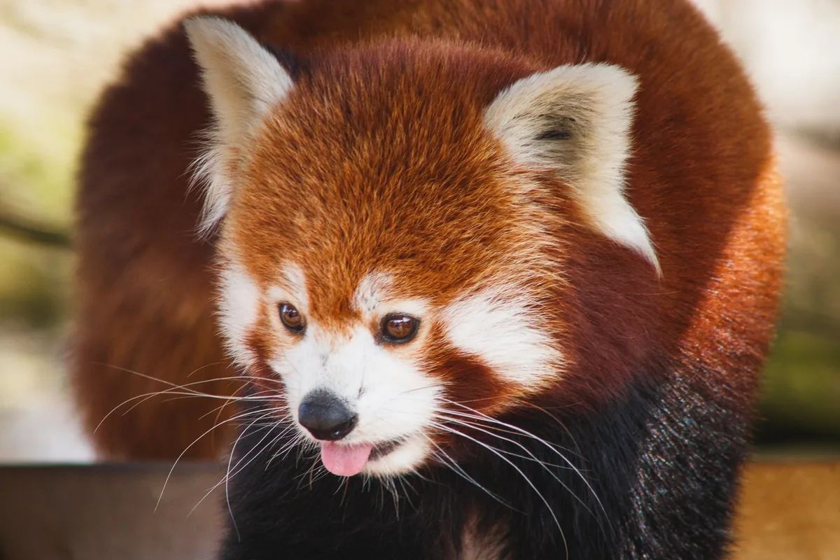 Yorkshire Wildlife Park