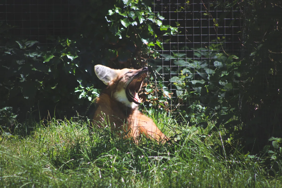 Shepreth Wildlife Park 3