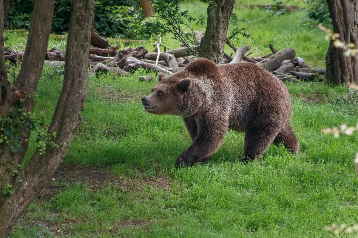European Brown Bear