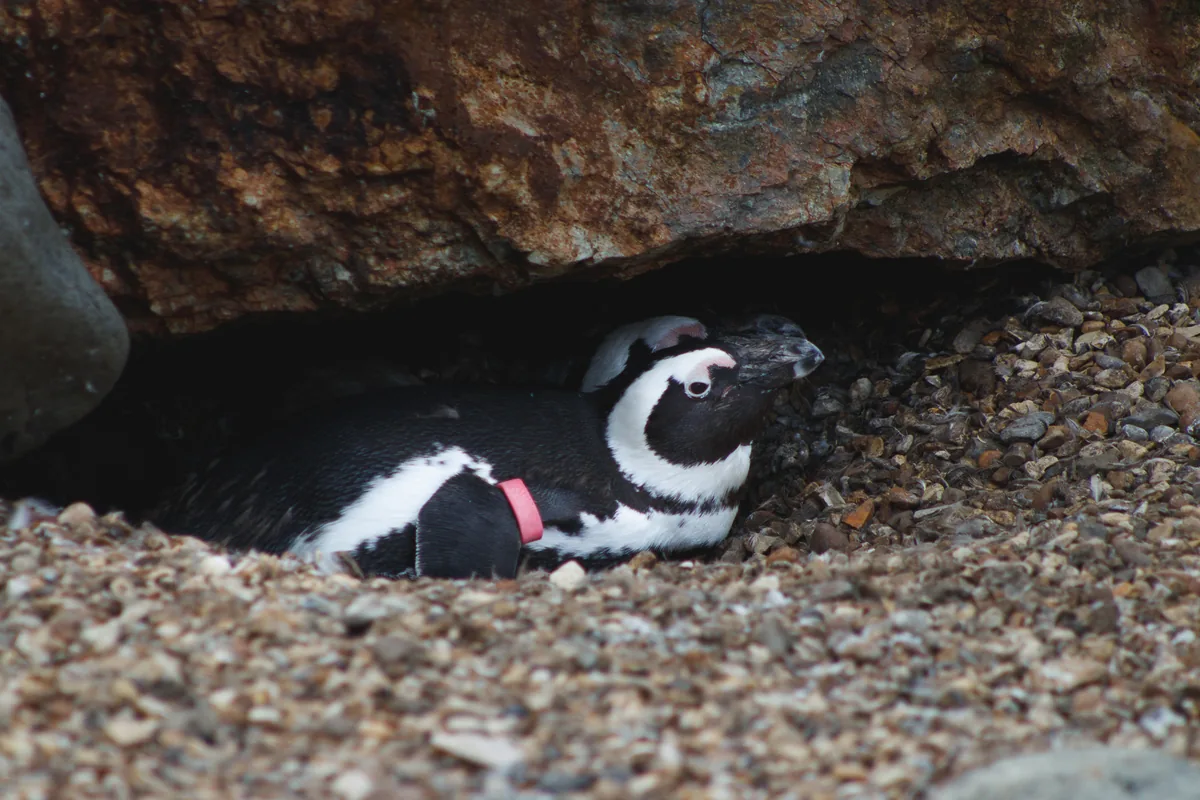 African Penguin