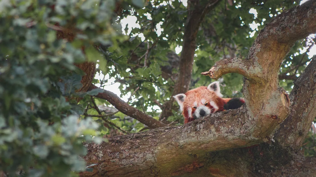 Red Panda