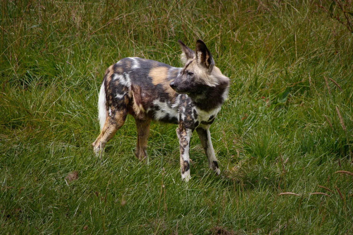 African Wild Dog