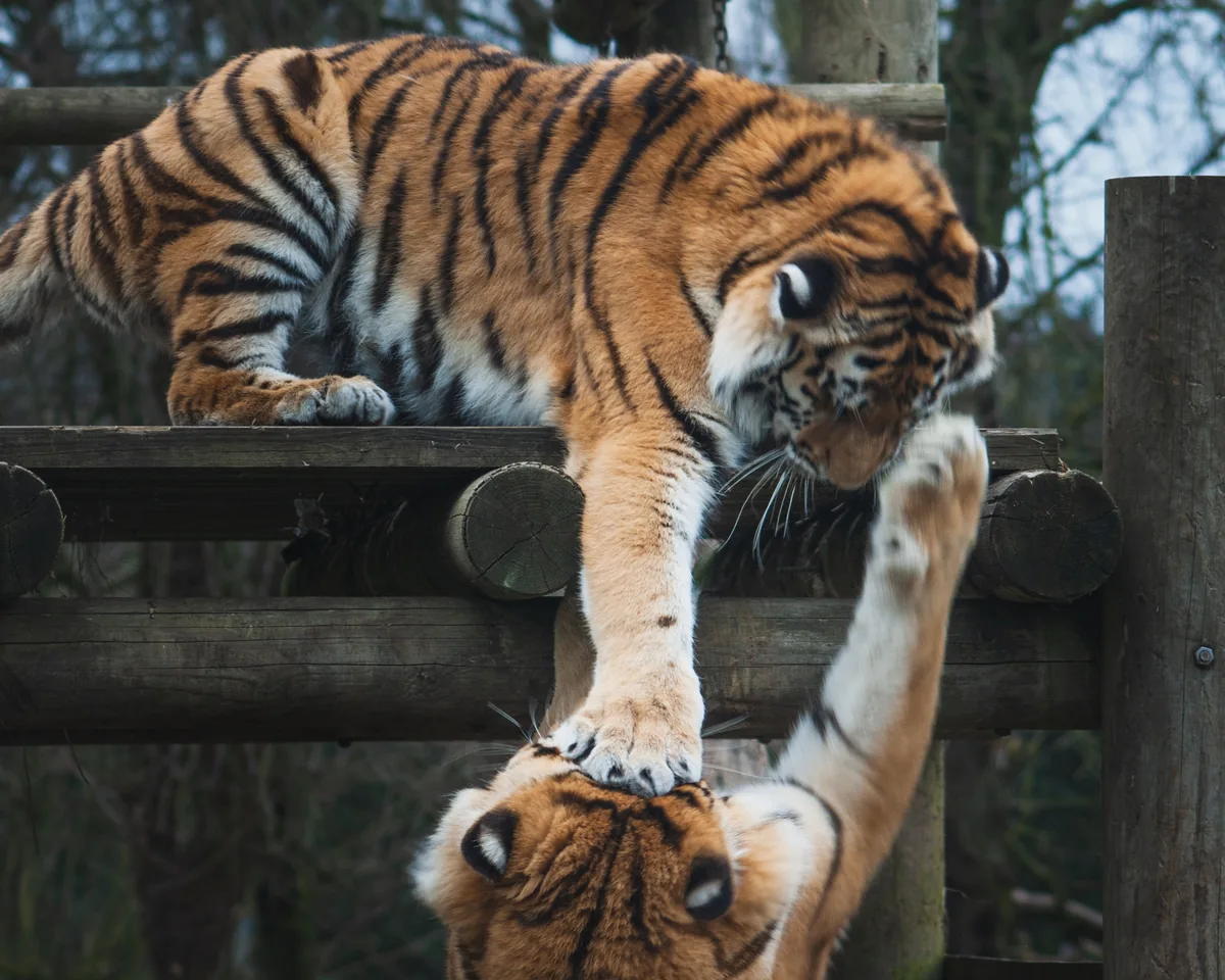 Siblings being siblings