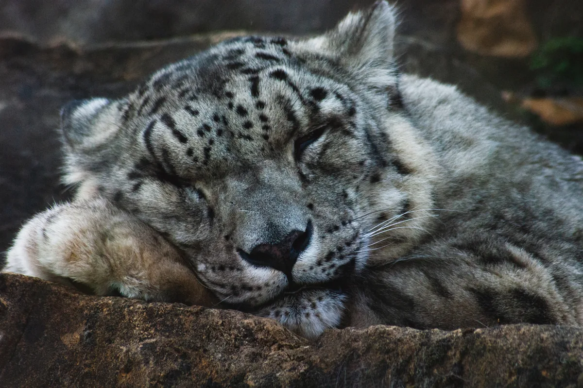 Snow leopard