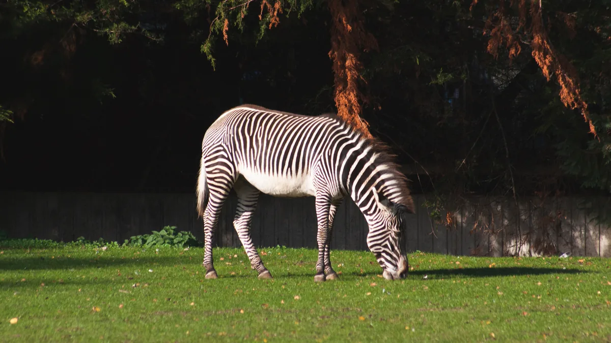 Grevy's Zebra