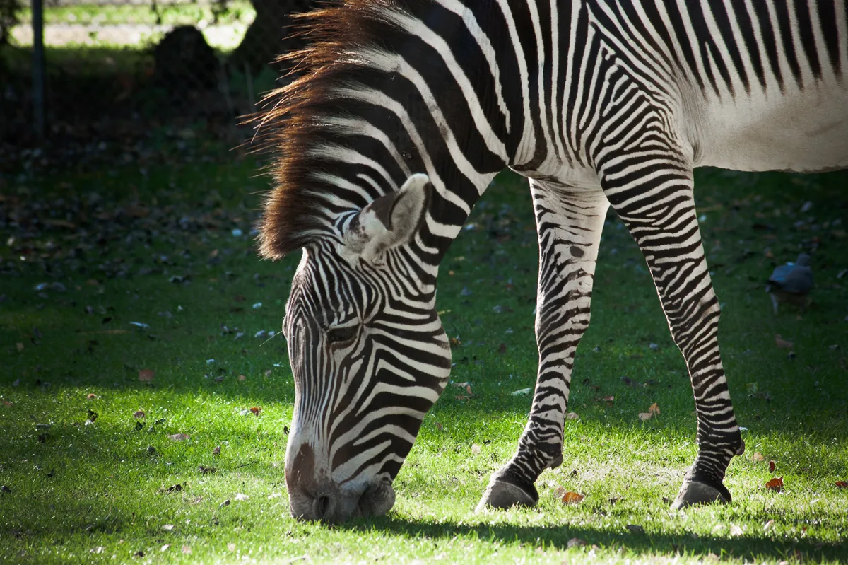 Grevy's Zebra