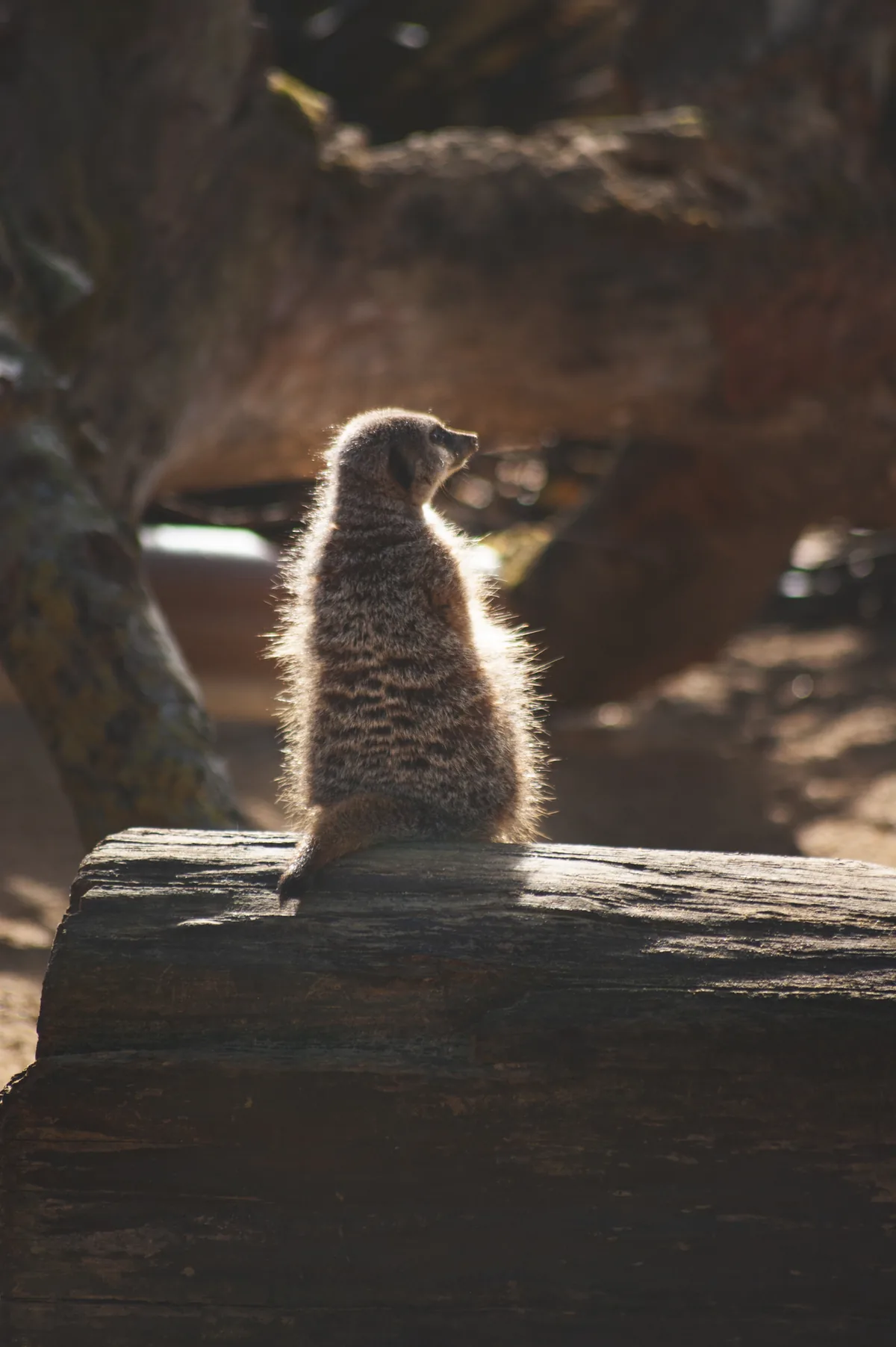 Slender-Tailed Meerkat