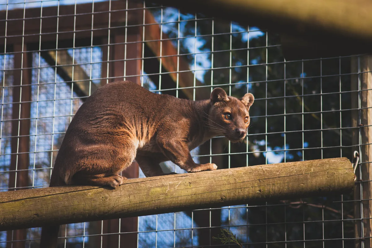 Fossa