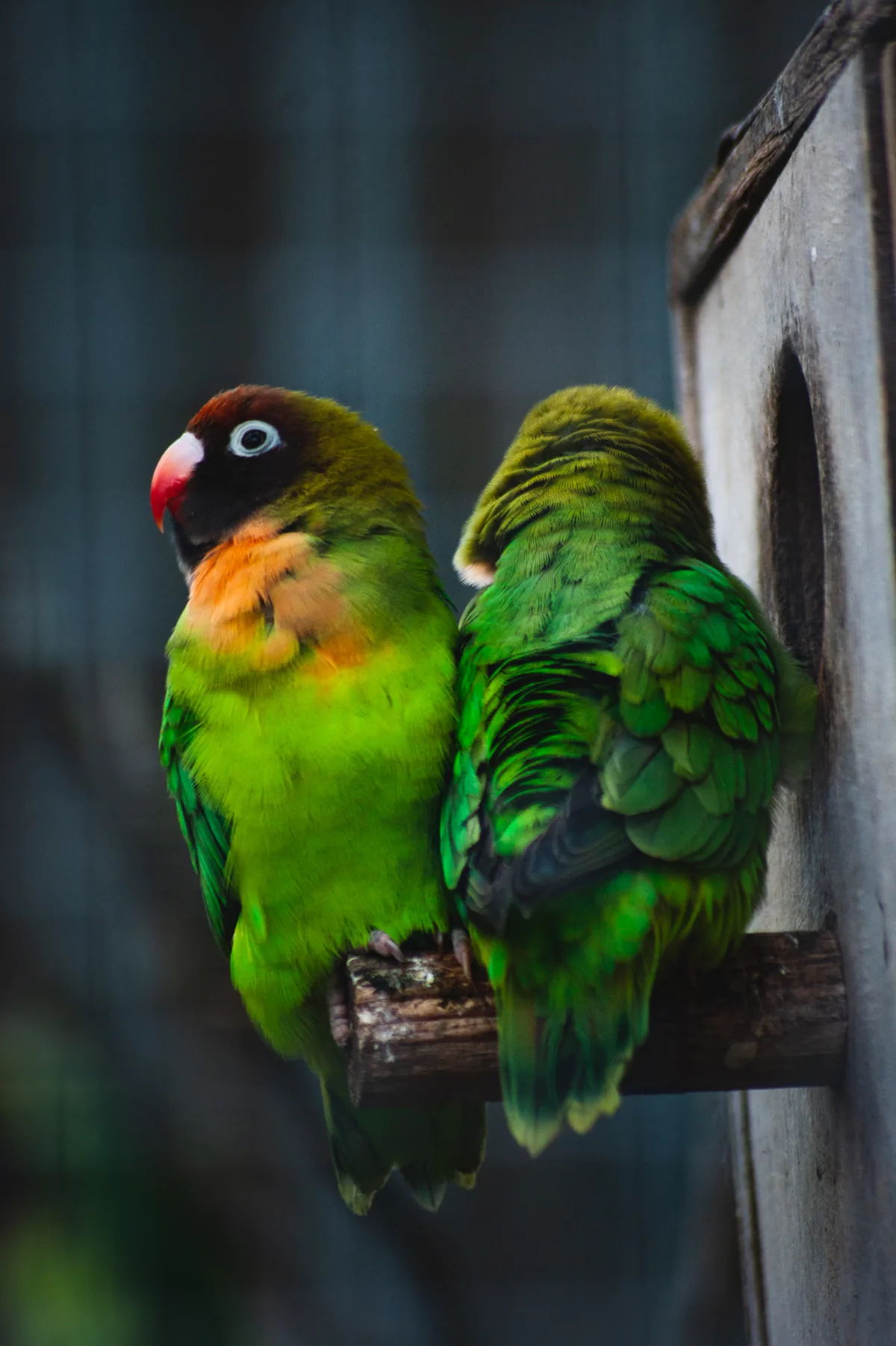 Black-Cheeked Lovebird
