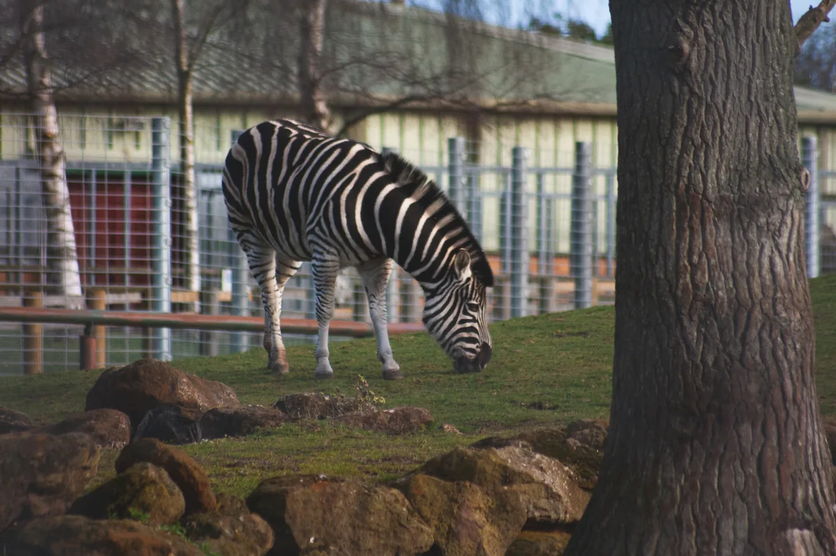 Chapman's Zebra