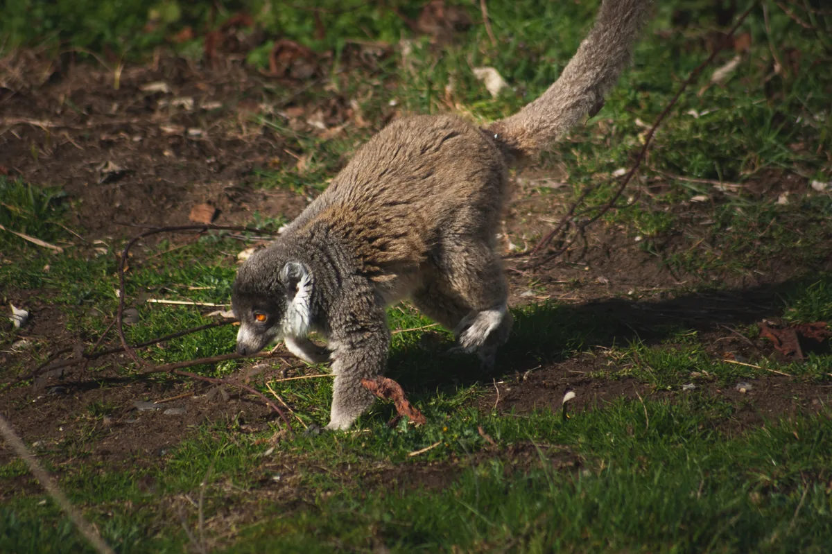 Mongoose Lemur
