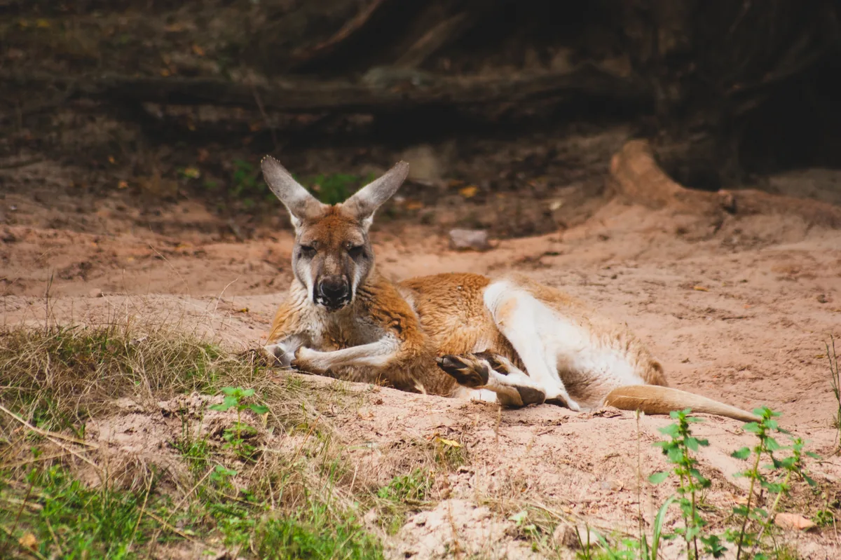 Kangaroo