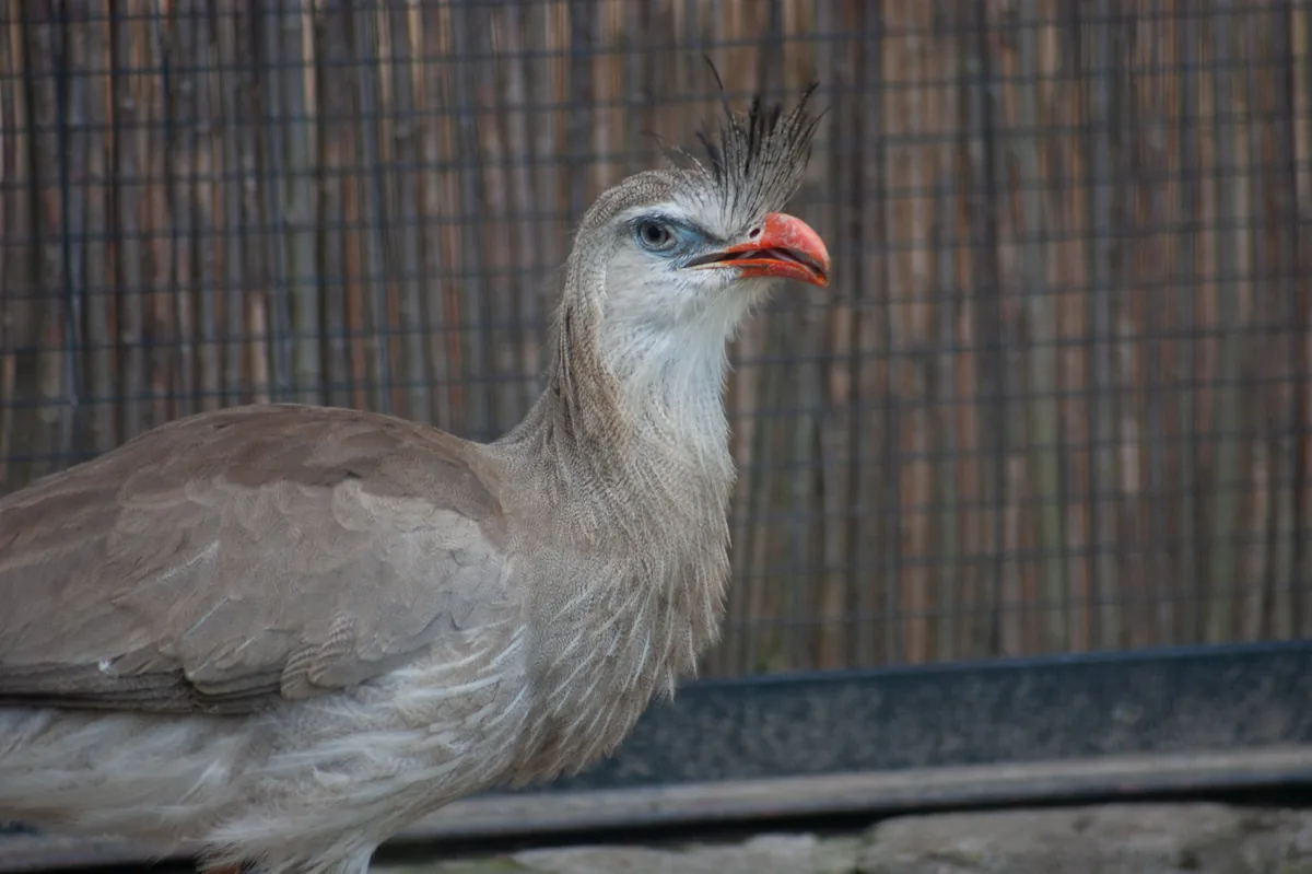 Red-legged seriema