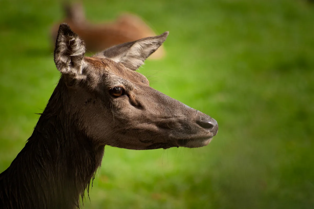 Red Deer
