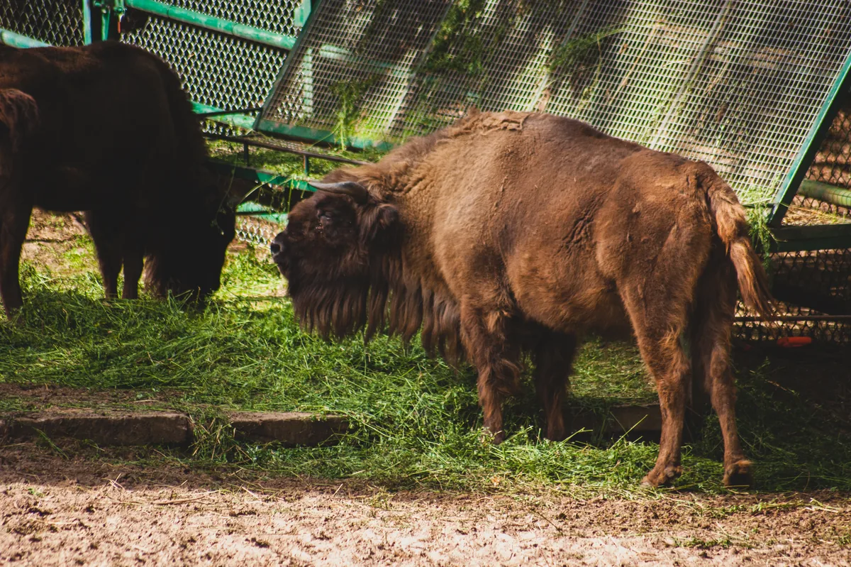 Europea Bison