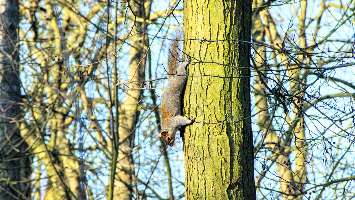 This is not upside down