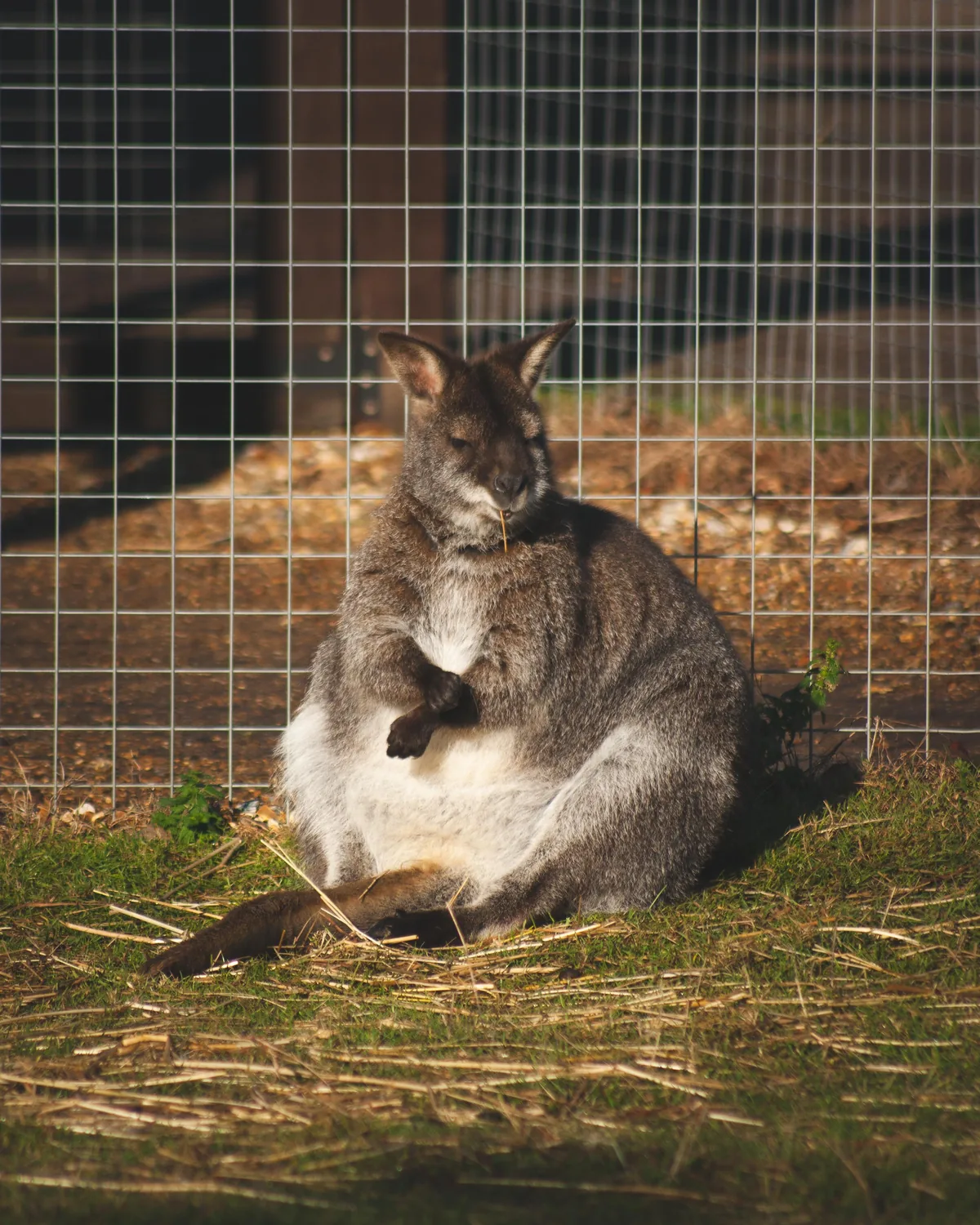 Parma Wallaby