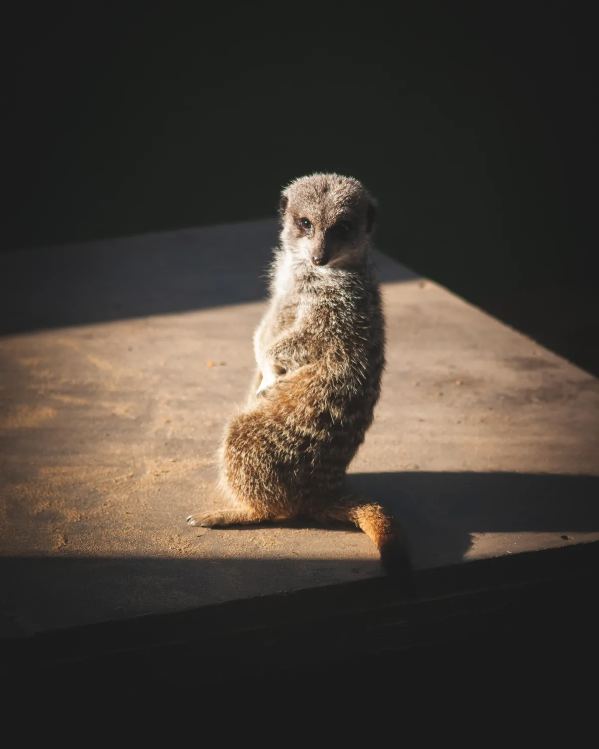 Meerkat