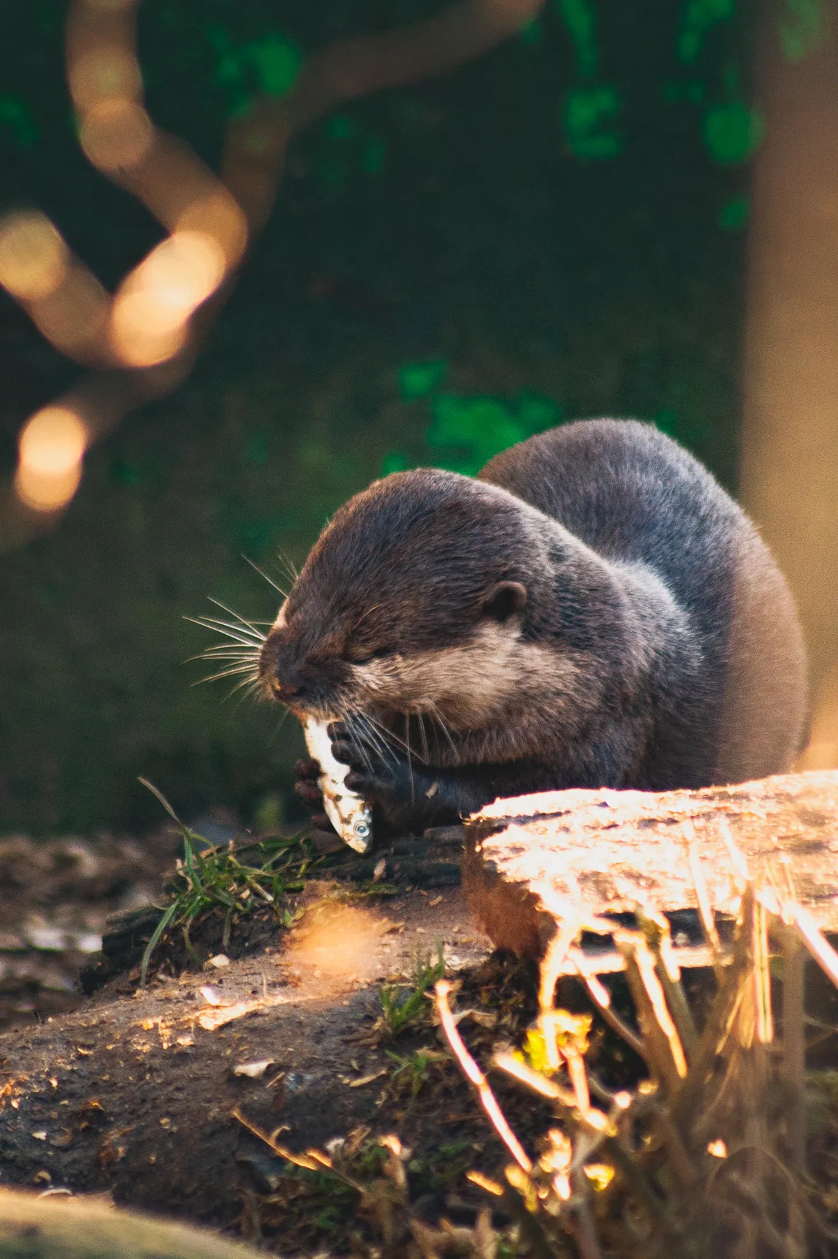 Asian small-clawed otter