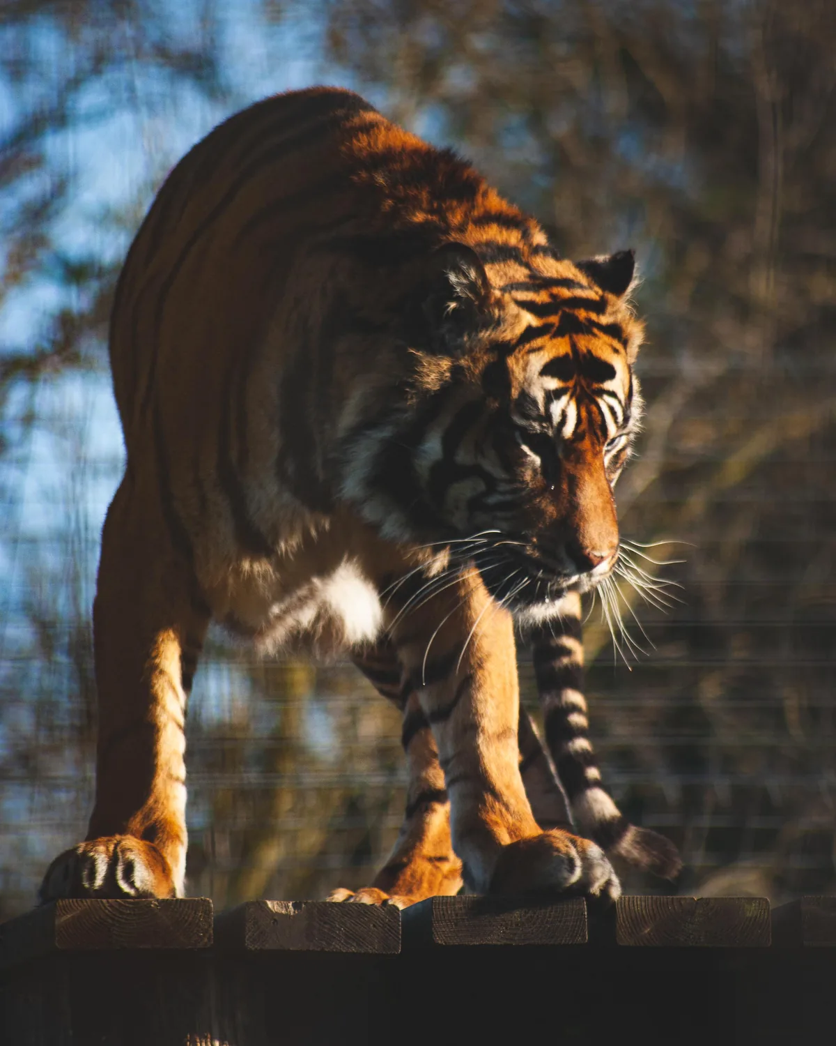 Sumatran tiger