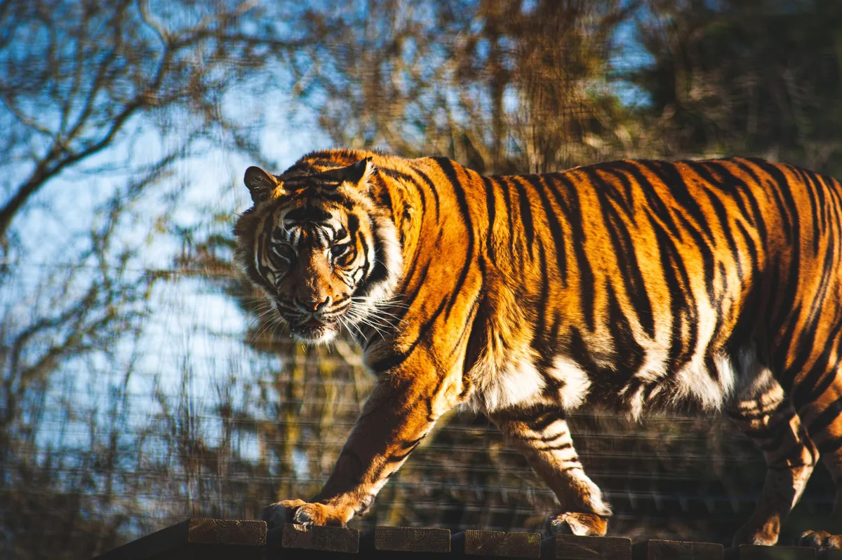 Sumatran tiger