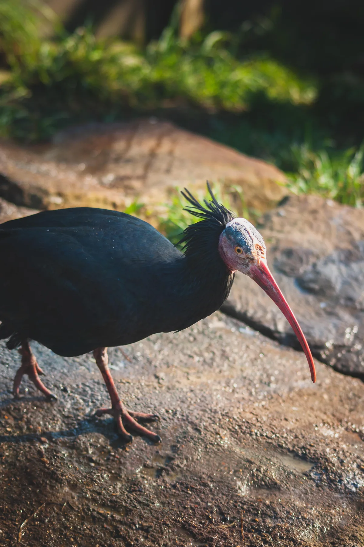 Waldrapp Ibis