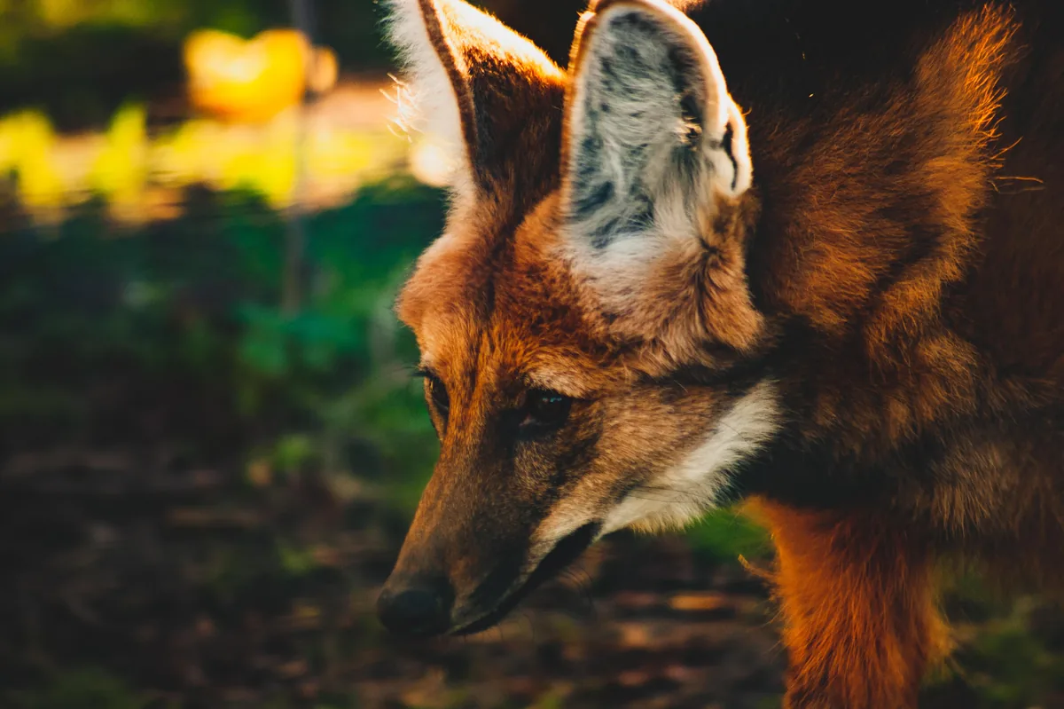 Maned wolf