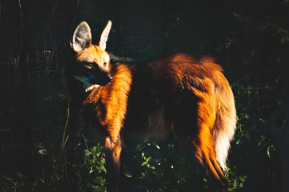 Maned wolf