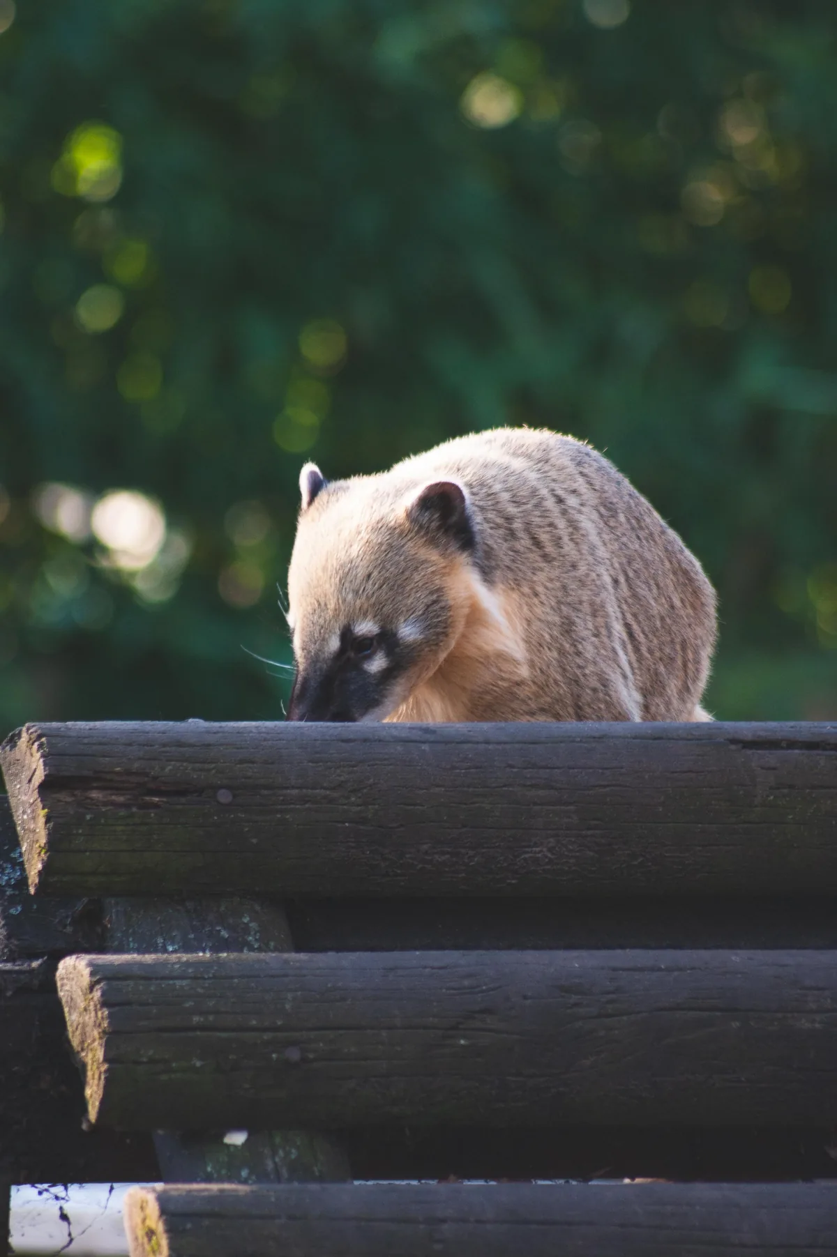 Coati