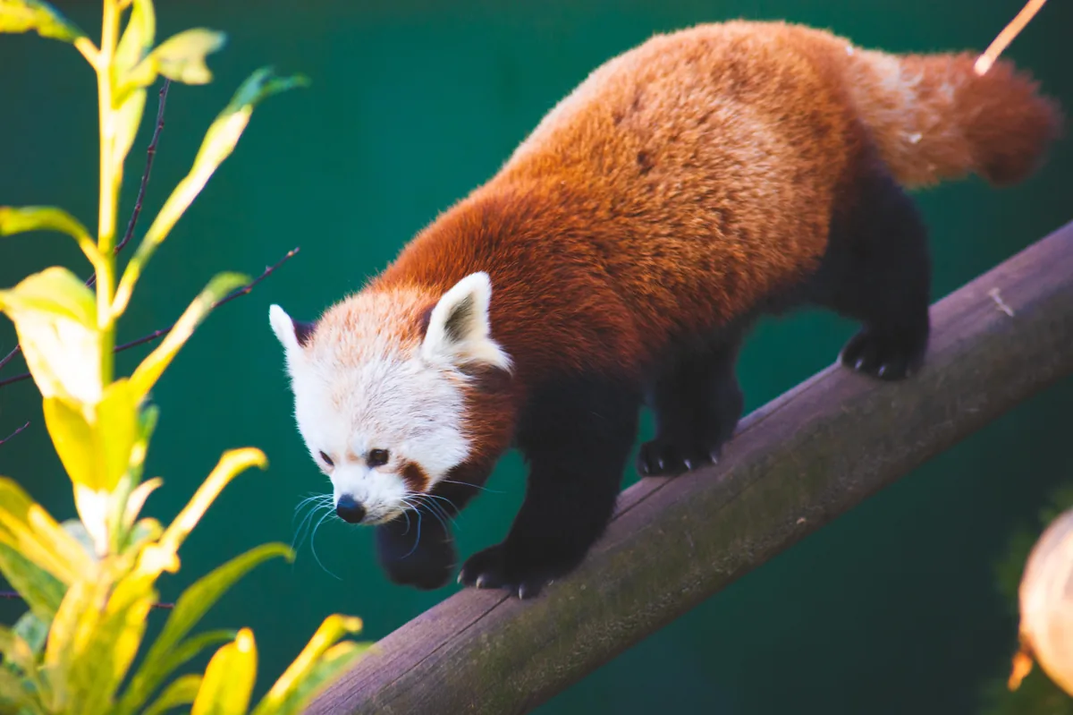 Red Panda