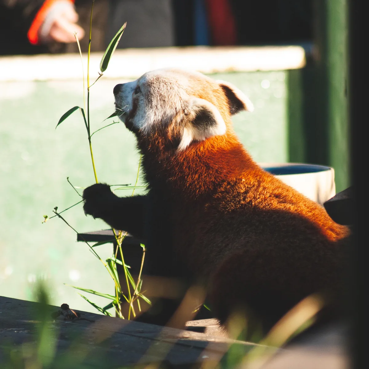 Red Panda