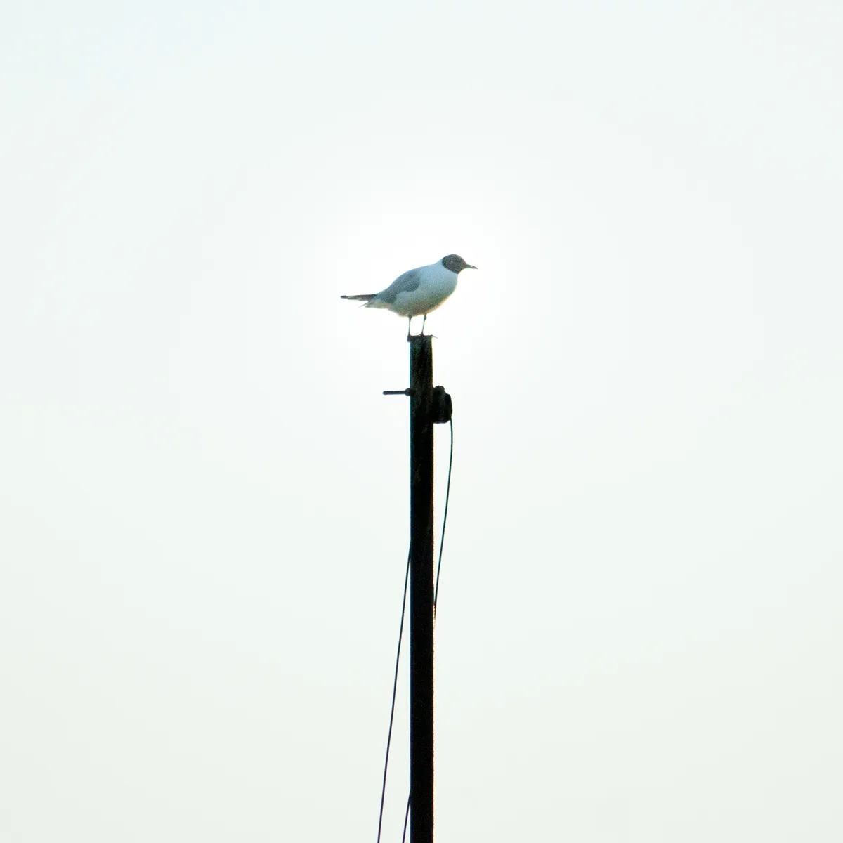 I see no god up there…