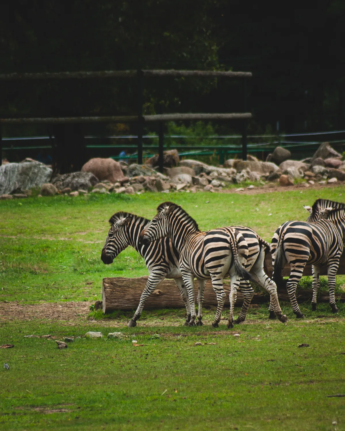 Bunch of zebras