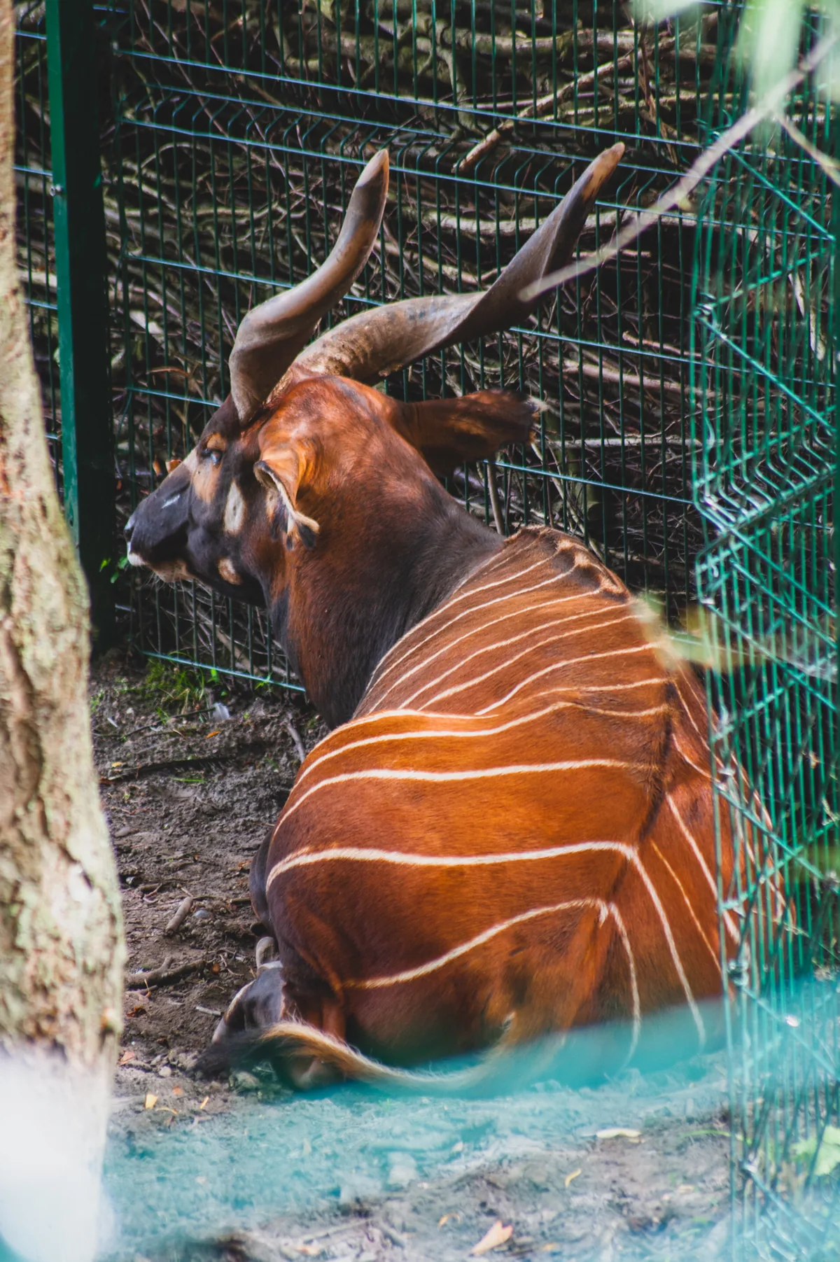 Mountain Bongo