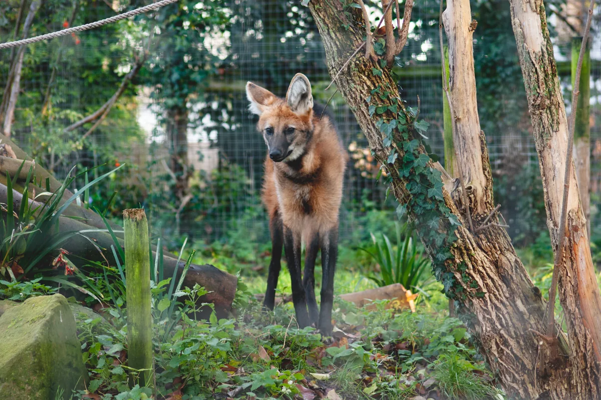 Maned Wolf