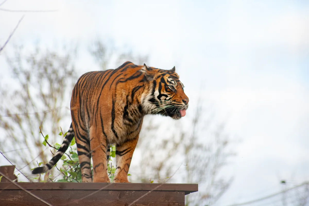 Just kidding, let's blep