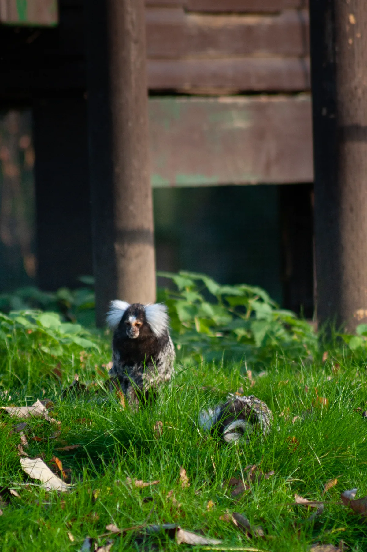 White lipped tamarin